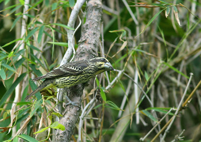 Spot-winged Grosbeak