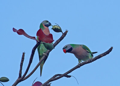 Red-breasted Parakeets