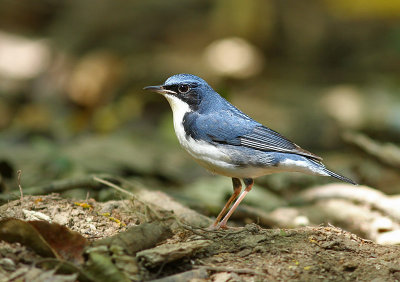 Siberian Blue Robin