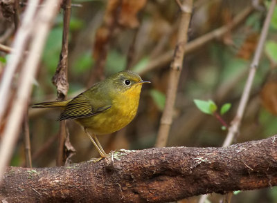 Golden Bush Robin