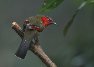 Red-faced Liochicla