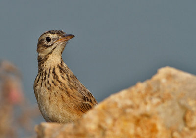 Richard's Pipit
