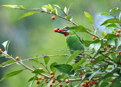 Red-throated Barbet
