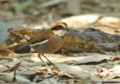 Malay Banded Pitta