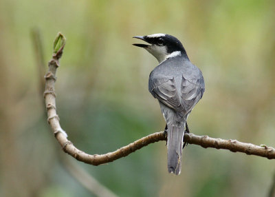 Ashy Minivet