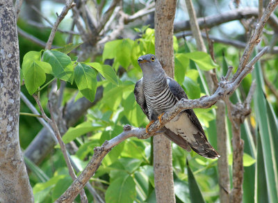 Himalayan Cuckoo