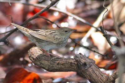 Lanceolated Warbler