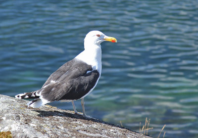 Greater Black-backed Gull (Havstrut)