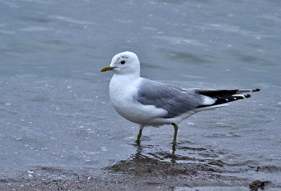 Common Gull (Fiskms)