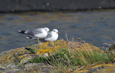 Common Gulls (Fiskms)