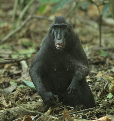 Black-crested Macaque