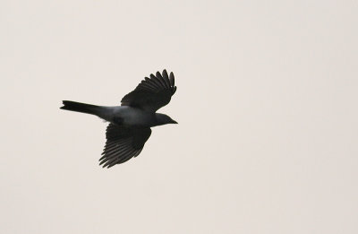 White-rumped Cuckoo Shrike