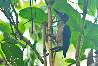 Ashy Woodpecker, female