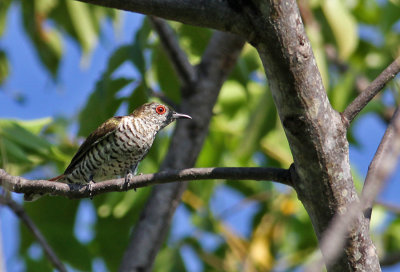 Little Bronze Cuckoo, male