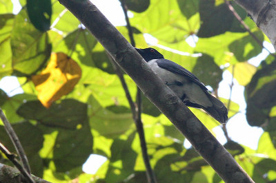 Pygmy Cuckoo Shrike