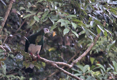 White-bellied Imperial Pigeon
