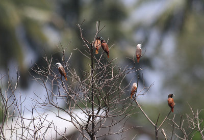 Pale-headed and Chestnut Munia