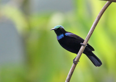 Black Sunbird