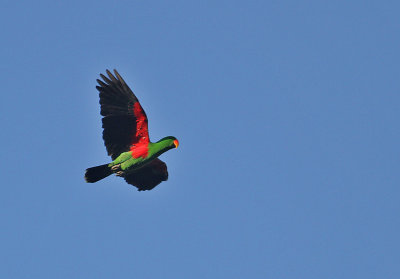 Eclectus Parrot, male