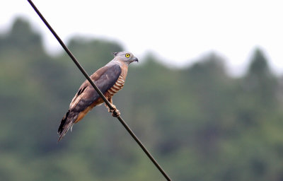 Pacific Baza