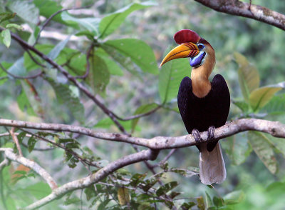 Birds of Indonesia