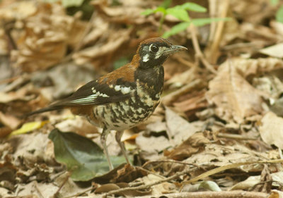 Red-backed Thrush (Geokichla erythronota)