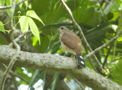 Spot-tailed Sparrohawk