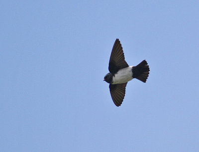 Nepal House Martin