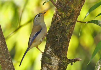 Blue-winged Minla