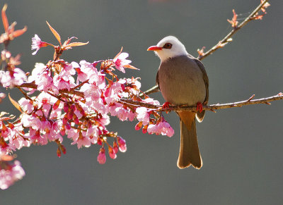 White-headed Bulbul