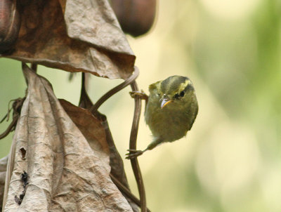 Hartert's Leaf Warbler
