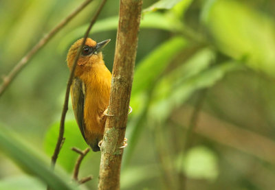 White-browed Piculet