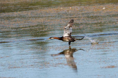 Red-necked Grebe (Grhakedopping)