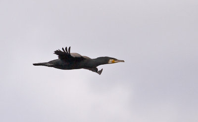 Great Cormorant (Storskarv)