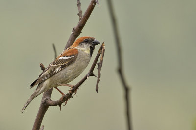 Russet Sparrow