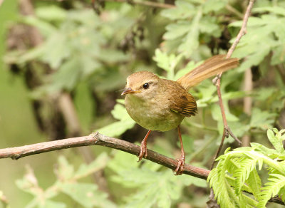 Brown-flanked Bush Warbler