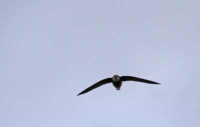 White-throated Needletail