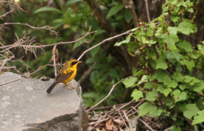 Golden Bush Robin