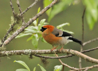 Red-headed Bullfinch