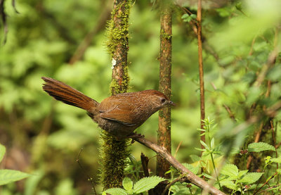 Bhutan Laughingthrush