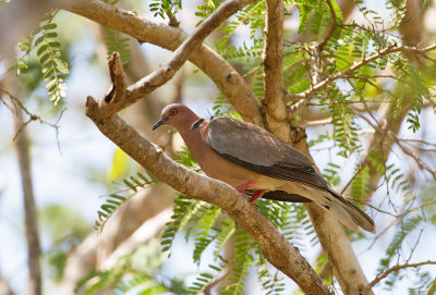 Island Collared Dove