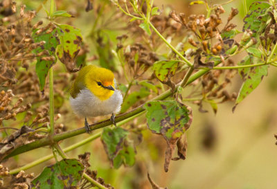 Yellow-ringed White-eye