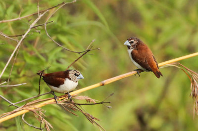 Five-colored Munia