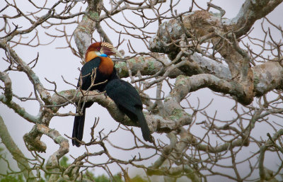 Sumba Hornbills