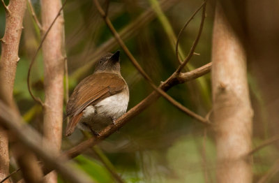 Sumba Jungleflycatcher (Russet-backed)