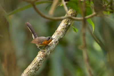 Spectacled Monarch