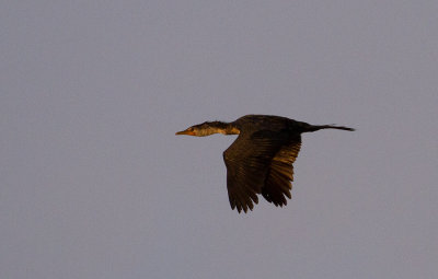 Little Pied Cormorant ( Microcarbo melanoleucos)