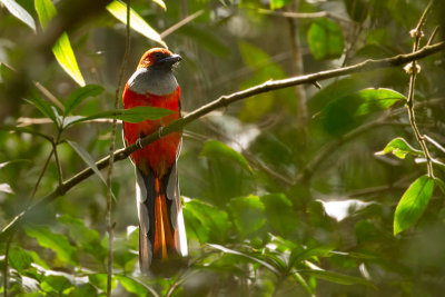 Birds of Sabah