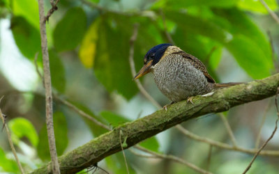 Scaly Kingfisher