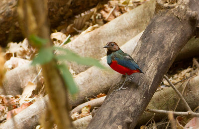 Sulawesi Red-bellied Pitta